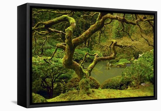 Japanese Maple, Portland Japanese Garden, Portland, Oregon, Usa-Michel Hersen-Framed Premier Image Canvas