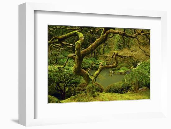 Japanese Maple, Portland Japanese Garden, Portland, Oregon, Usa-Michel Hersen-Framed Photographic Print