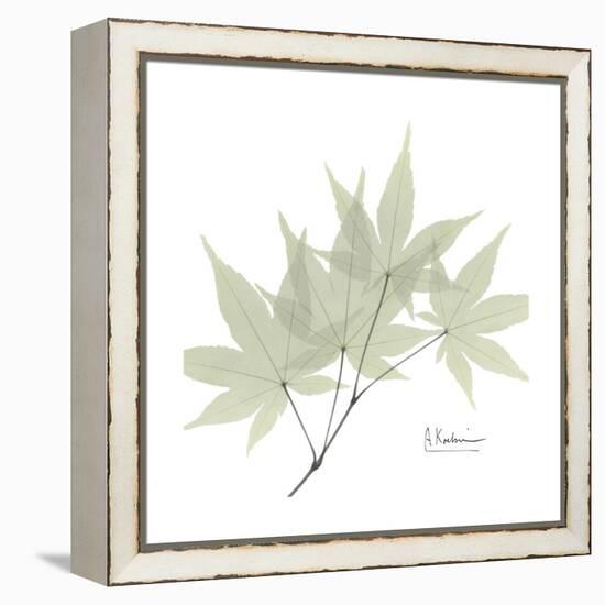 Japanese Maple Portrait 2-Albert Koetsier-Framed Stretched Canvas