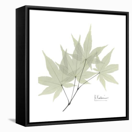 Japanese Maple Portrait 2-Albert Koetsier-Framed Stretched Canvas