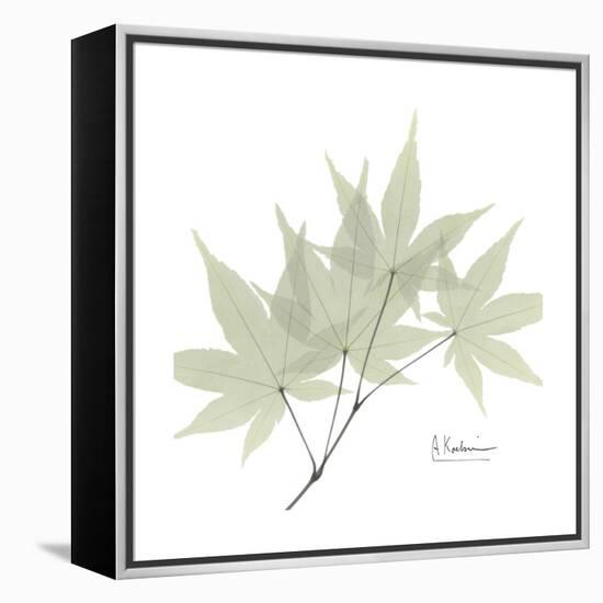 Japanese Maple Portrait 2-Albert Koetsier-Framed Stretched Canvas