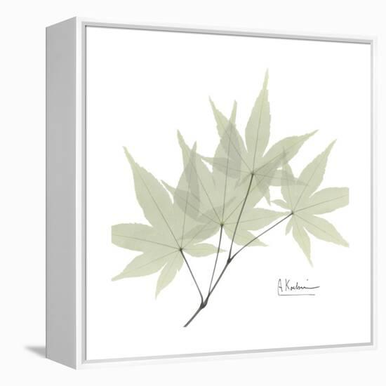 Japanese Maple Portrait 2-Albert Koetsier-Framed Stretched Canvas