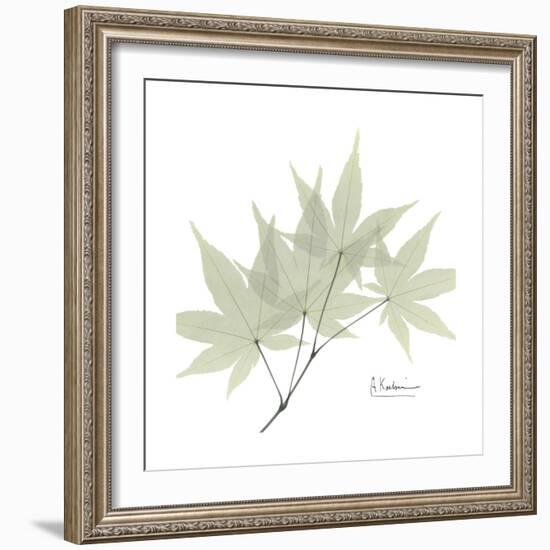 Japanese Maple Portrait 2-Albert Koetsier-Framed Premium Giclee Print