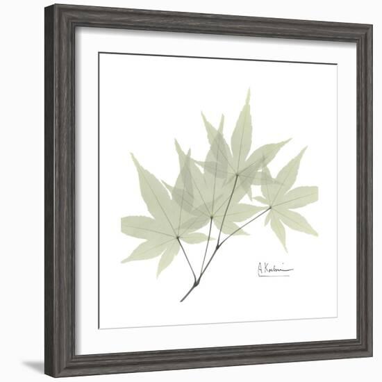 Japanese Maple Portrait 2-Albert Koetsier-Framed Premium Giclee Print