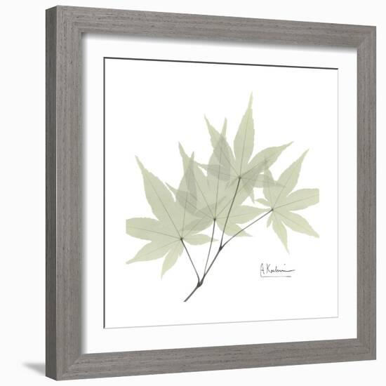 Japanese Maple Portrait 2-Albert Koetsier-Framed Premium Giclee Print