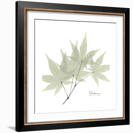 Japanese Maple Portrait 2-Albert Koetsier-Framed Premium Giclee Print