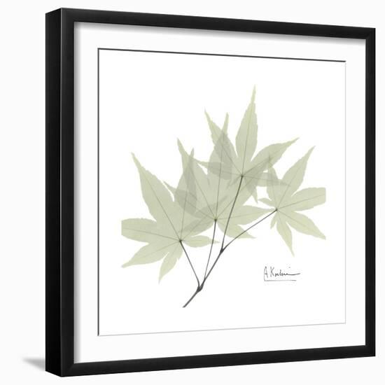 Japanese Maple Portrait 2-Albert Koetsier-Framed Premium Giclee Print