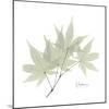 Japanese Maple Portrait 2-Albert Koetsier-Mounted Premium Giclee Print