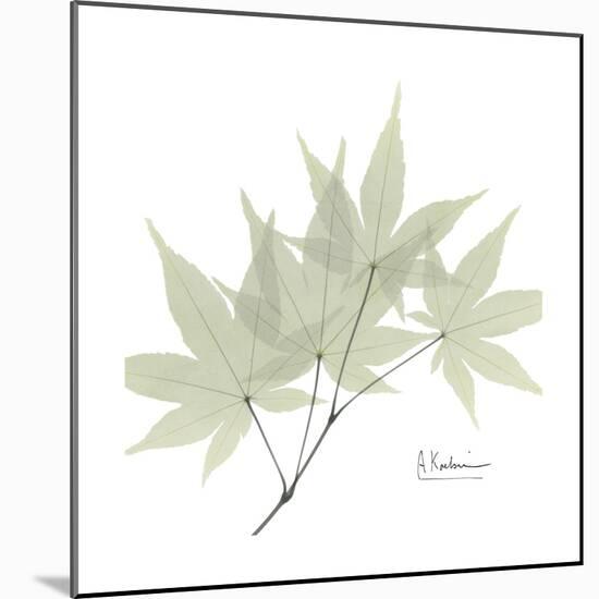 Japanese Maple Portrait 2-Albert Koetsier-Mounted Premium Giclee Print