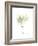 Japanese Maple Portrait-Albert Koetsier-Framed Premium Giclee Print