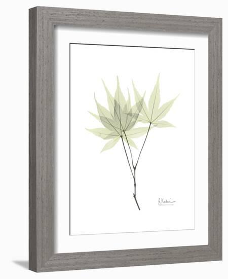 Japanese Maple Portrait-Albert Koetsier-Framed Premium Giclee Print