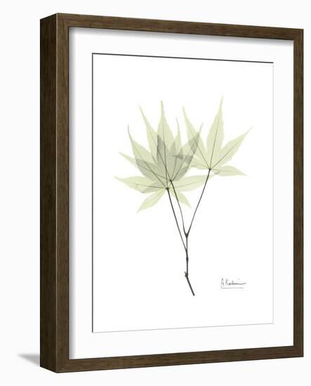 Japanese Maple Portrait-Albert Koetsier-Framed Premium Giclee Print