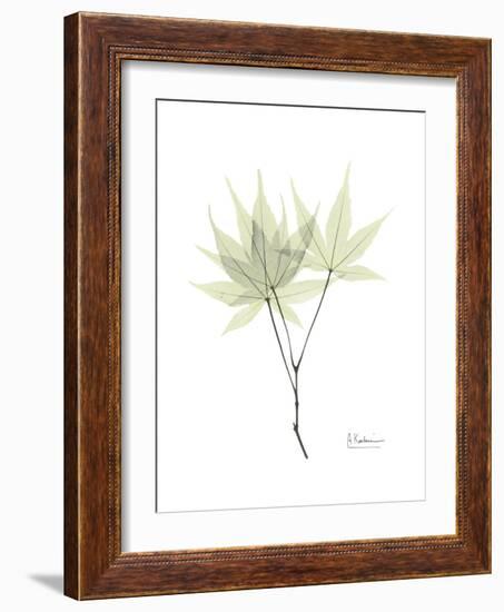 Japanese Maple Portrait-Albert Koetsier-Framed Premium Giclee Print