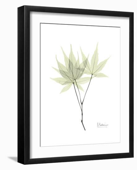 Japanese Maple Portrait-Albert Koetsier-Framed Premium Giclee Print