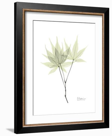 Japanese Maple Portrait-Albert Koetsier-Framed Premium Giclee Print