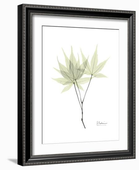 Japanese Maple Portrait-Albert Koetsier-Framed Premium Giclee Print