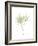 Japanese Maple Portrait-Albert Koetsier-Framed Premium Giclee Print