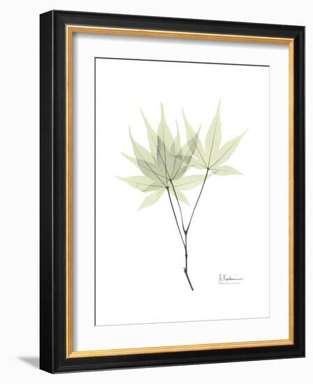 Japanese Maple Portrait-Albert Koetsier-Framed Premium Giclee Print