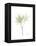 Japanese Maple Portrait-Albert Koetsier-Framed Stretched Canvas