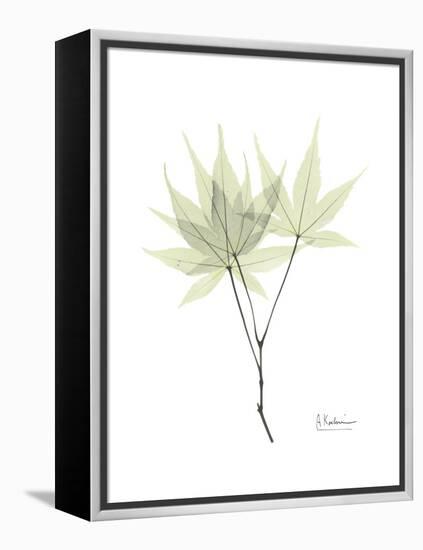 Japanese Maple Portrait-Albert Koetsier-Framed Stretched Canvas