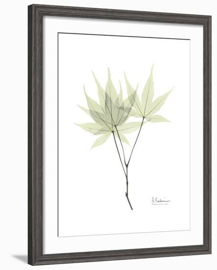Japanese Maple Portrait-Albert Koetsier-Framed Premium Giclee Print