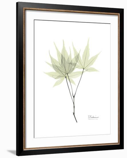 Japanese Maple Portrait-Albert Koetsier-Framed Premium Giclee Print