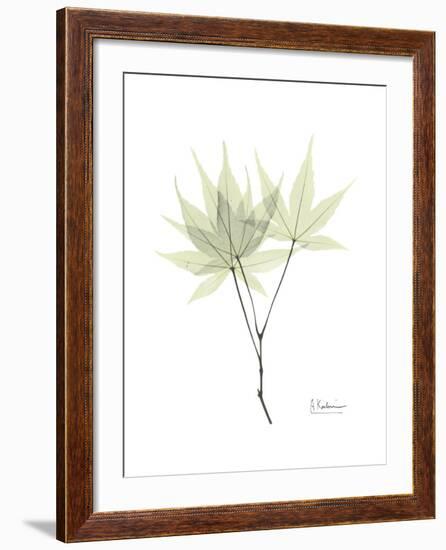 Japanese Maple Portrait-Albert Koetsier-Framed Premium Giclee Print