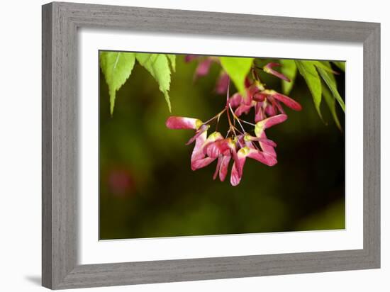 Japanese Maple Seeds-Dr. Keith Wheeler-Framed Photographic Print