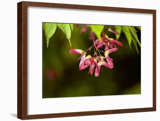 Japanese Maple Seeds-Dr. Keith Wheeler-Framed Photographic Print