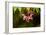 Japanese Maple Seeds-Dr. Keith Wheeler-Framed Photographic Print