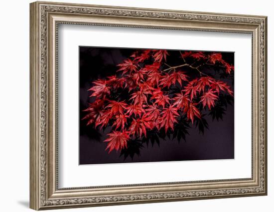 Japanese maple tree detail, New England-Jim Engelbrecht-Framed Photographic Print