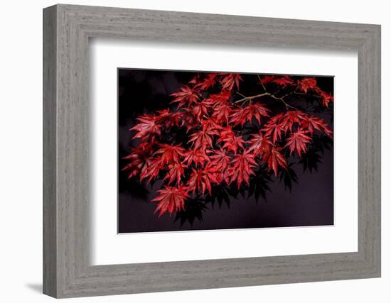 Japanese maple tree detail, New England-Jim Engelbrecht-Framed Photographic Print