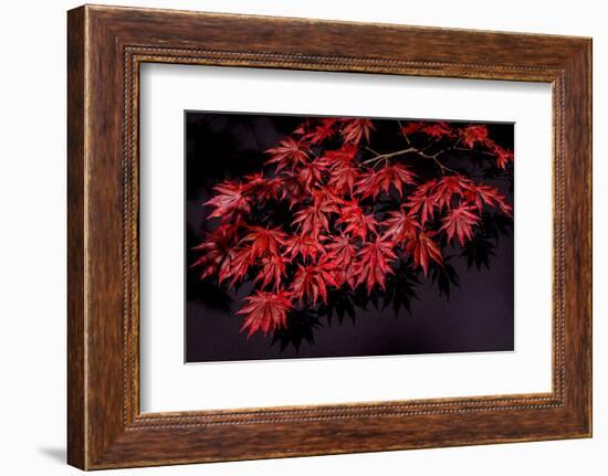 Japanese maple tree detail, New England-Jim Engelbrecht-Framed Photographic Print