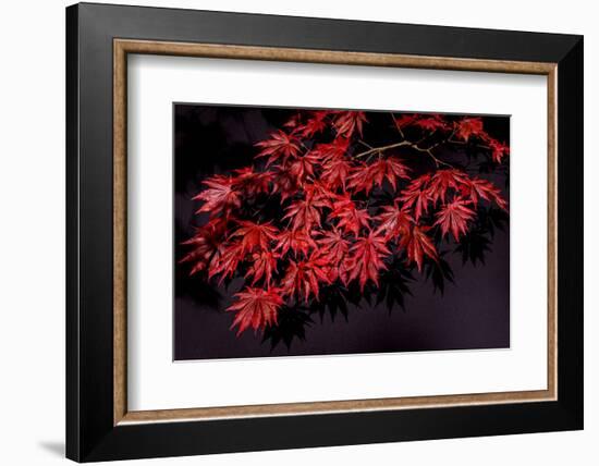 Japanese maple tree detail, New England-Jim Engelbrecht-Framed Photographic Print