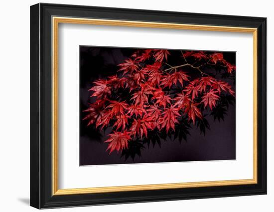 Japanese maple tree detail, New England-Jim Engelbrecht-Framed Photographic Print