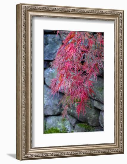 Japanese maple tree detail, New England-Jim Engelbrecht-Framed Photographic Print