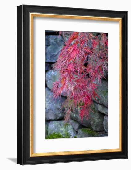 Japanese maple tree detail, New England-Jim Engelbrecht-Framed Photographic Print