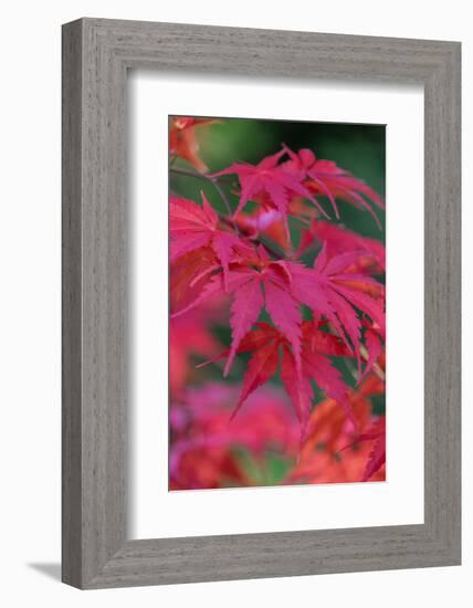 Japanese maple tree detail, New England-Jim Engelbrecht-Framed Photographic Print