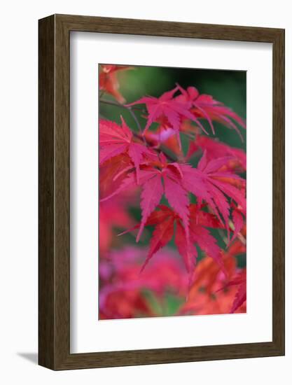 Japanese maple tree detail, New England-Jim Engelbrecht-Framed Photographic Print