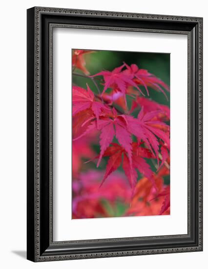 Japanese maple tree detail, New England-Jim Engelbrecht-Framed Photographic Print