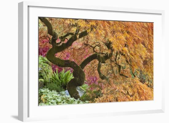 Japanese Maple Tree in Autumn Color, Bloedel Reserve, Washington, USA-Jaynes Gallery-Framed Photographic Print