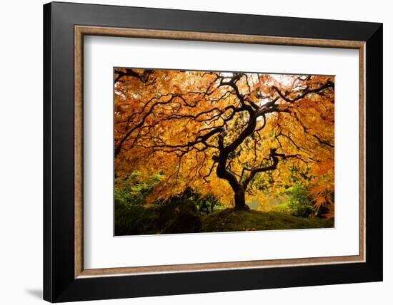 Japanese maple tree in autumn, Japanese Garden, Portland, Oregon, USA-Panoramic Images-Framed Photographic Print