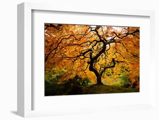 Japanese maple tree in autumn, Japanese Garden, Portland, Oregon, USA-Panoramic Images-Framed Photographic Print