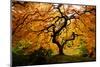 Japanese maple tree in autumn, Japanese Garden, Portland, Oregon, USA-Panoramic Images-Mounted Photographic Print