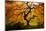 Japanese maple tree in autumn, Japanese Garden, Portland, Oregon, USA-Panoramic Images-Mounted Photographic Print