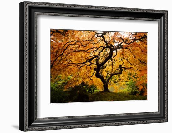 Japanese maple tree in autumn, Japanese Garden, Portland, Oregon, USA-Panoramic Images-Framed Photographic Print