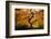 Japanese maple tree in autumn, Japanese Garden, Portland, Oregon, USA-Panoramic Images-Framed Photographic Print