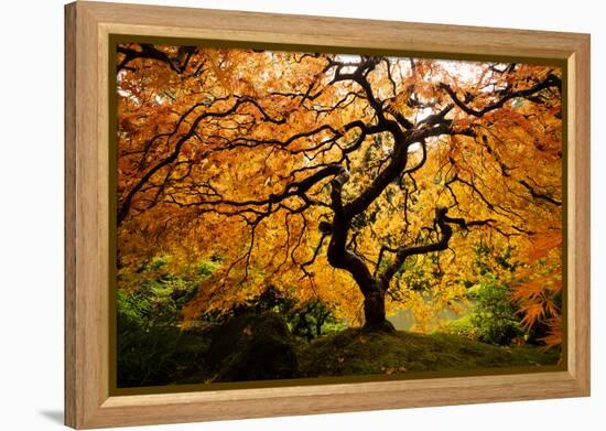 Japanese maple tree in autumn, Japanese Garden, Portland, Oregon, USA-Panoramic Images-Framed Premier Image Canvas