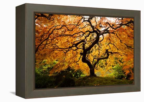 Japanese maple tree in autumn, Japanese Garden, Portland, Oregon, USA-Panoramic Images-Framed Premier Image Canvas