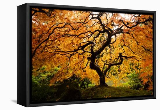 Japanese maple tree in autumn, Japanese Garden, Portland, Oregon, USA-Panoramic Images-Framed Premier Image Canvas